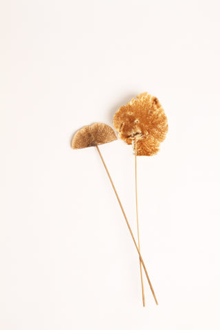 Sponge mushroom on stem