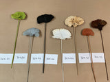 CHAMPIGNON ÉPONGE