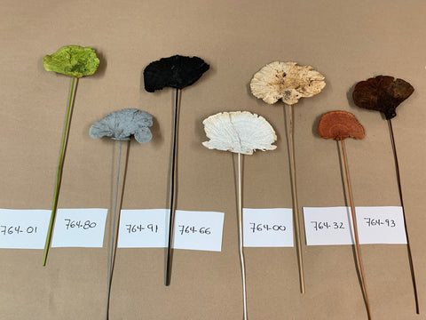 CHAMPIGNON ÉPONGE