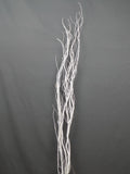 Branche de Curly Willow